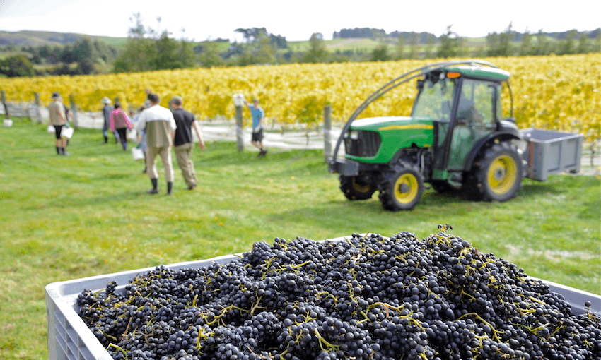 Harvesting pinot noir at Martinborough Vineyard, a pioneering producer of the variety (Photo: Supplied) 
