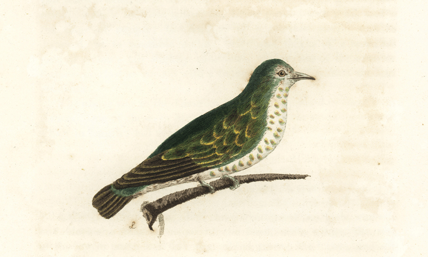 Listen out for the Pīpīwharauroa (Shining cuckoo) this month, a tohu for Mahuru. Image: Handcoloured copperplate drawn and engraved by John Latham. Photo by Florilegius/Getty Images. 
