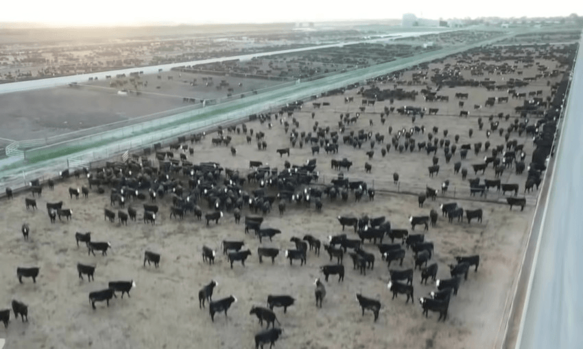 feedlot five star feature image