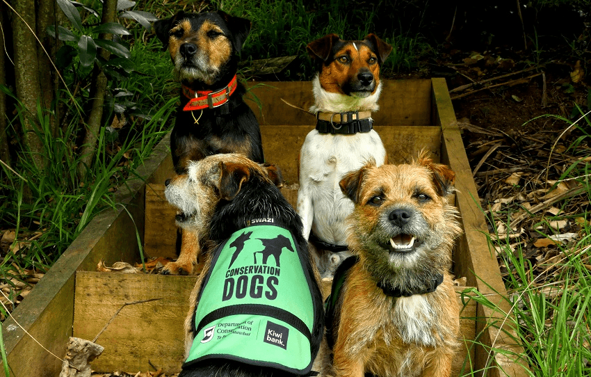 The dog squad (Photo: Dave Abbott – Liquid Action Films) 
