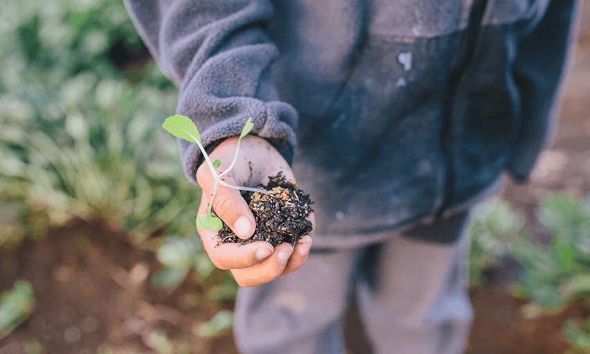 Aponga is a month for planting. Image: Qiane Matata-Sipu 
