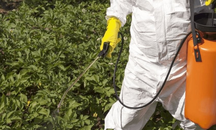 A worker spraying Roundup on weeds (Photo: Radio NZ) 
