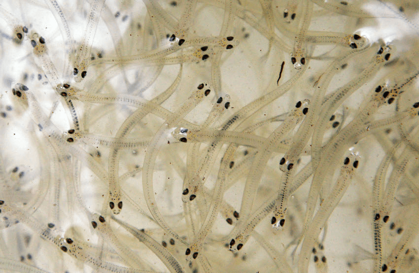 New Zealand whitebait numbers are now in decline and with several species being threatened, calls are increasing to revise and tighten whitebait fishing regulations around the country (Photo: Hagen Hopkins/Getty Images) 
