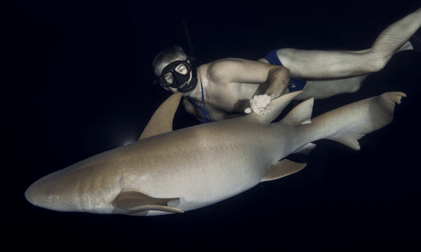 The more you get to know sharks, the more you like them (Getty Images)