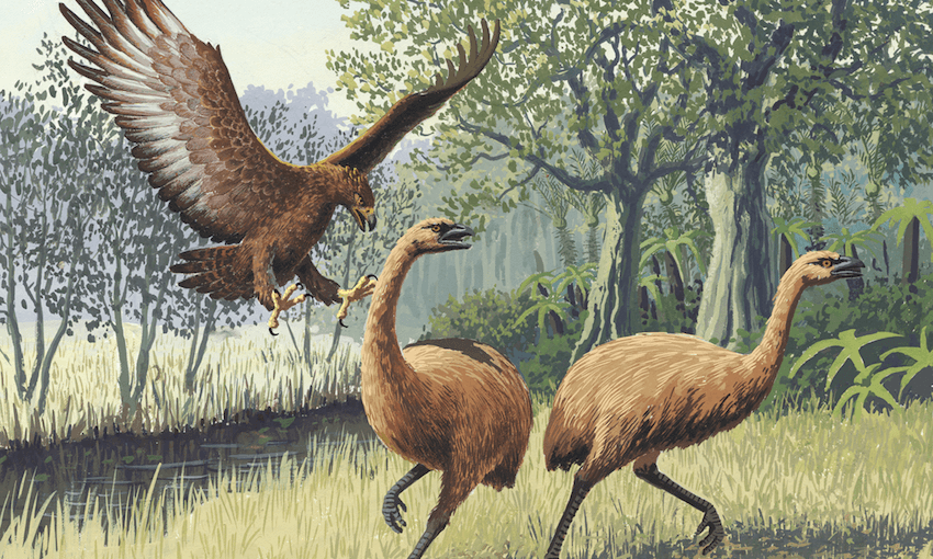 The extinction of important animal resources such as the moa reverberated culturally for centuries after the birds’ extinction. Image: John Megahan / Wikimedia Commons, CC BY-ND 

