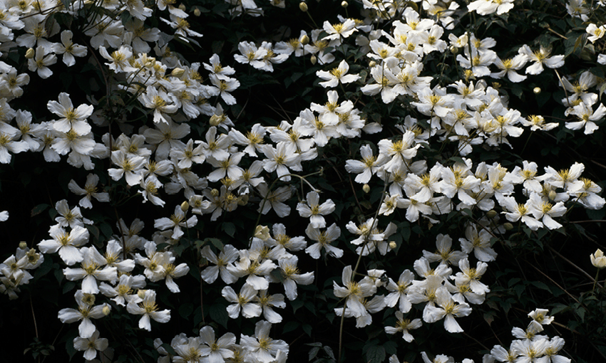 The Puawananga (Clematis flower, pictured) and many other white blossoming flowers are a clear sign of Matiti Hana, the second phase of summer.  Photo: Getty Images 
