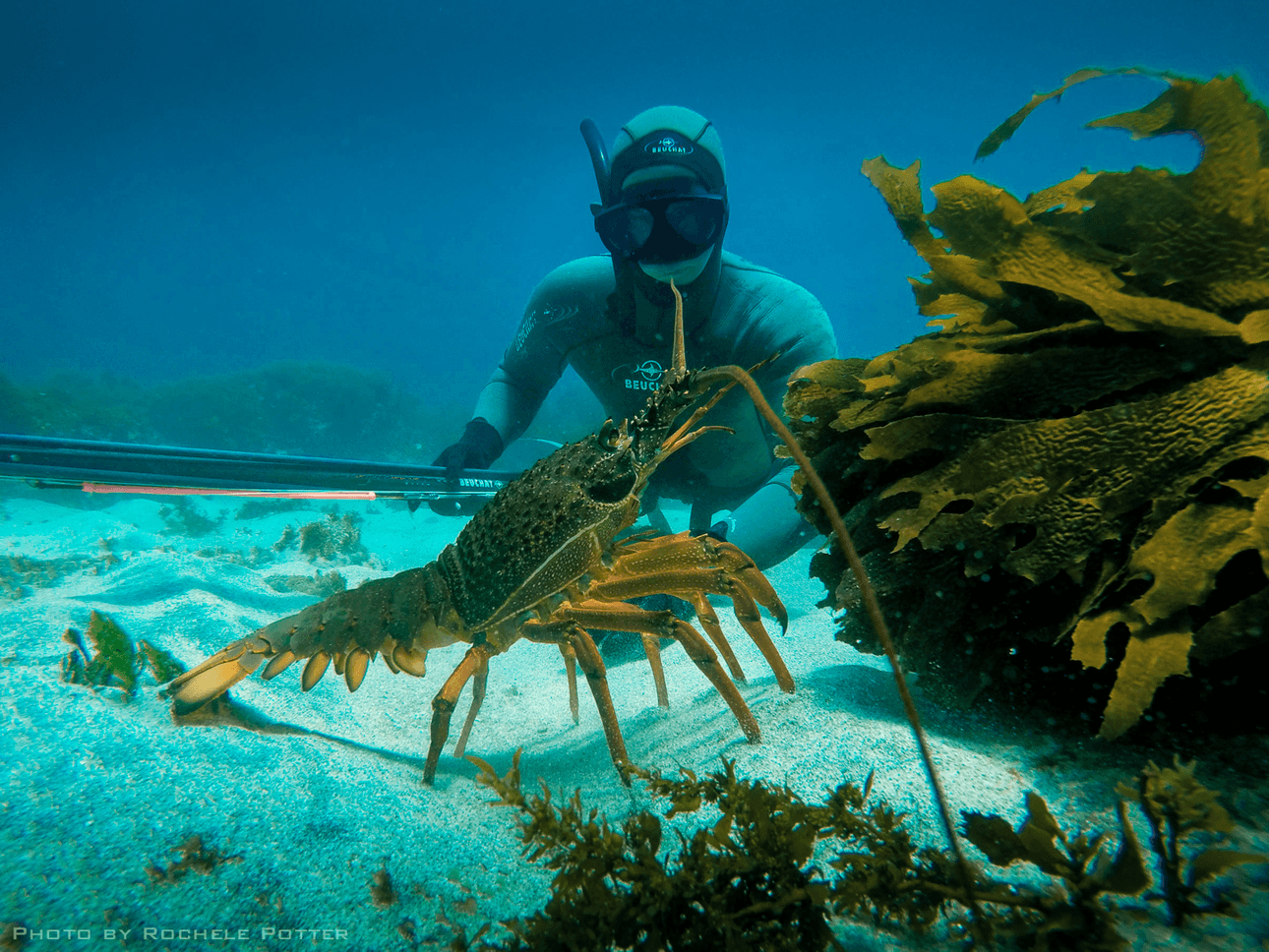 a crayfish underwater with a human diver watching it