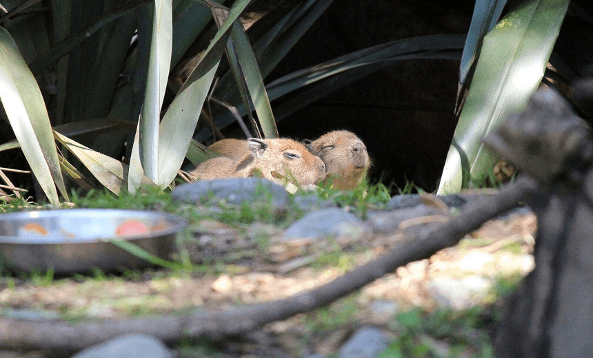 LOOK AT ITS FUCKING FACE OMG Credit: Wellington Zoo.  
