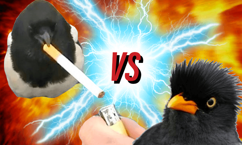 It’s that time again, for the real Bird of the Year competition: Dirtbag Bird of the Year. 
