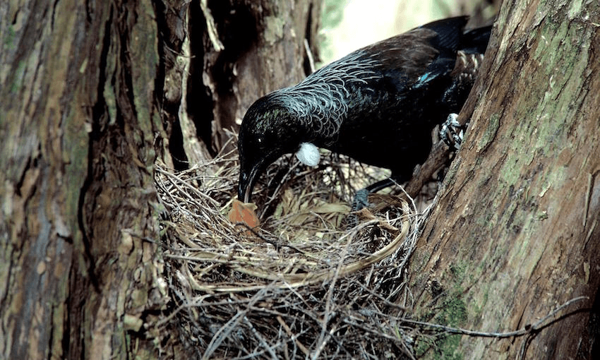 Image: Dick Veitch, Department of Conservation