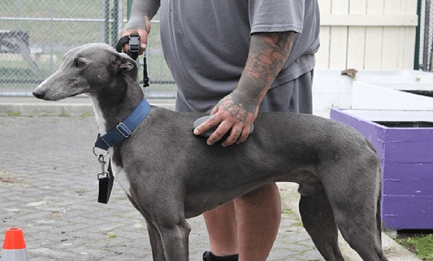 Zandie enjoying being brushed Supplied: GRNZ 
