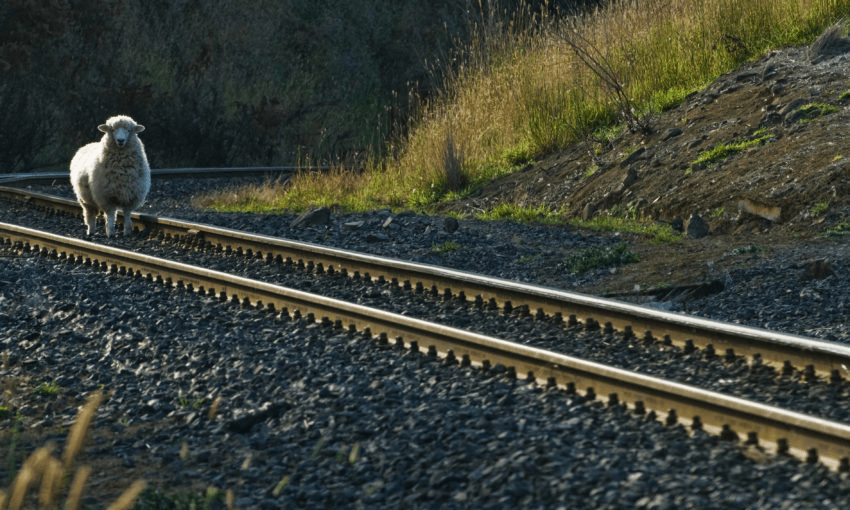 A sheep that thinks it is a train. Photo: Getty 
