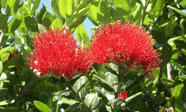 should-aotearoa-ditch-the-four-seasons-the-spinoff