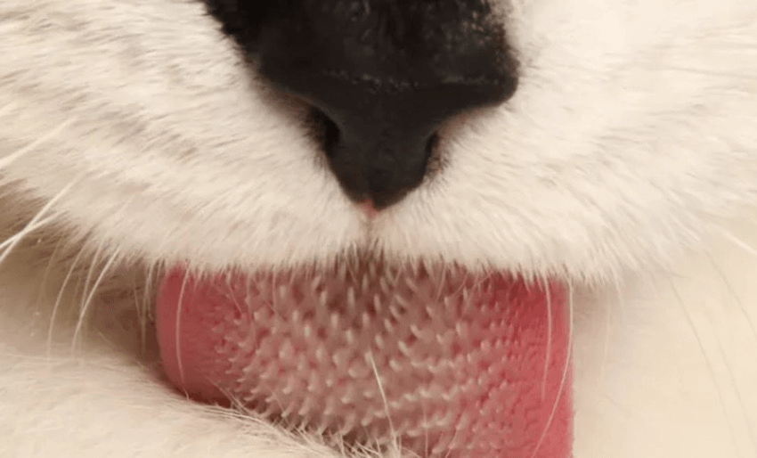 We need to have a serious conversation about cat tongues