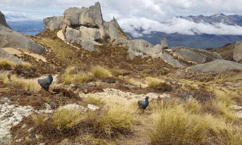 Dore and Tauhou, a pair of young takahe, explore their new home after being released on Tors Ridge in Fiordland’s Murchison Mountains. (Photo: RNZ / Alison Ballance) 
