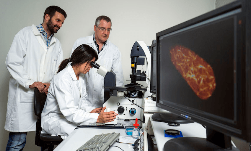 Volker Nock, Ayelen Tayagui and Ashley Garrill, work on the lab-on-a-chip in an engineering and biology collaboration (Photo: University of Canterbury). 
