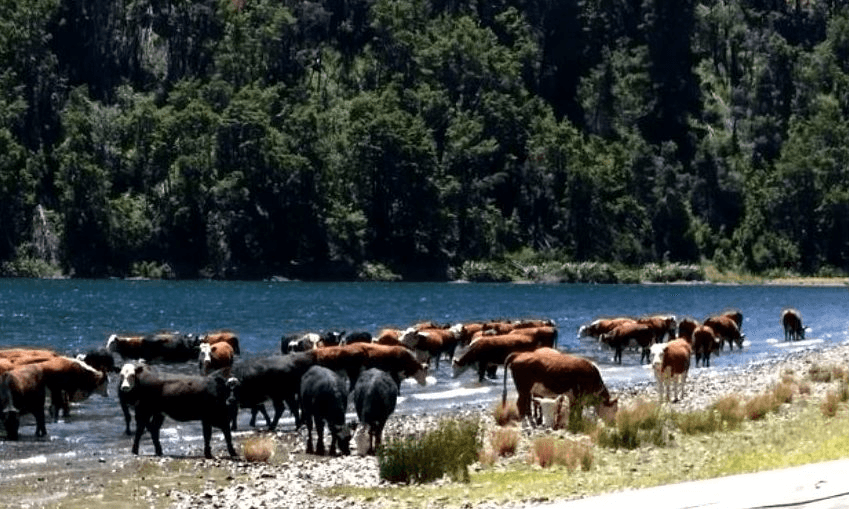 Cows wade in Lake Taylor, next to a DoC campsite. Photo: RNZ 
