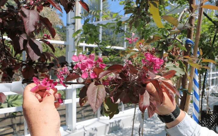 Flowers on a genetically modified apple tree (Photo: Supplied / Plant and Food Research) 
