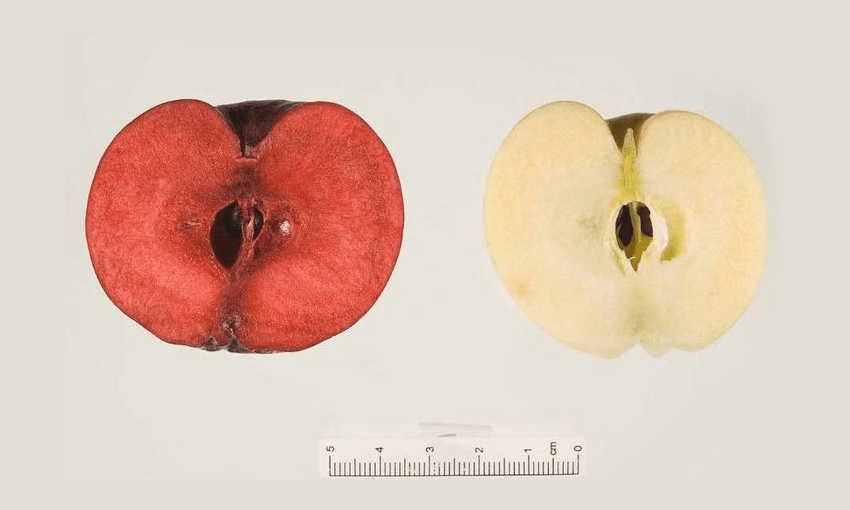 Royal Gala apples grown in a Plant & Food Research greenhouse. Left, Fruit with an additional apple gene to make it red throughout. (Photo: Supplied / Plant and Food Research) 
