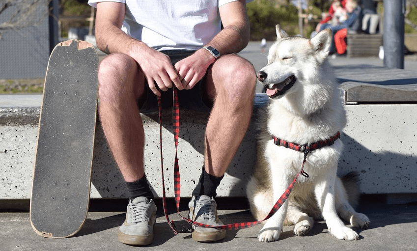 Wolves of Wellington (Photo: Supplied) 
