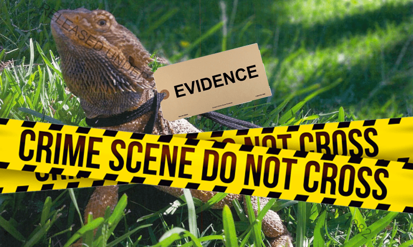 lizard crime scene