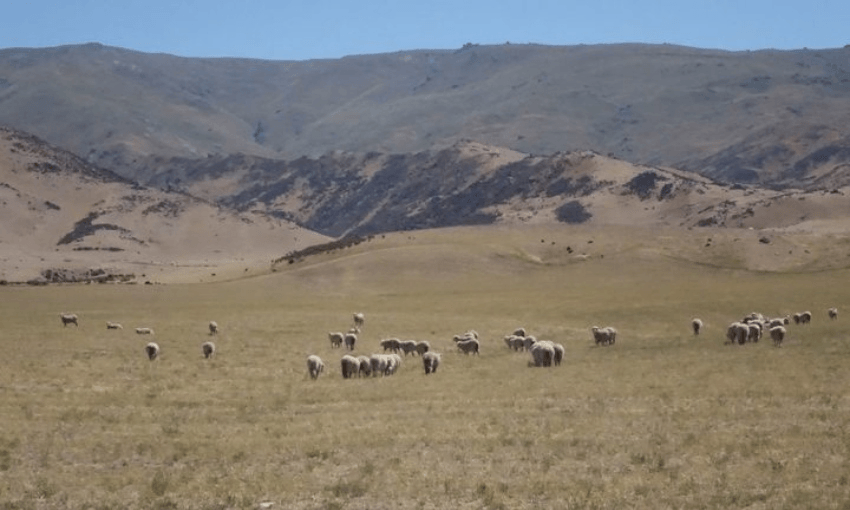 Parched grass during the last heatwave, at the start of 2018 (Radio NZ – Ian Telfer)  
