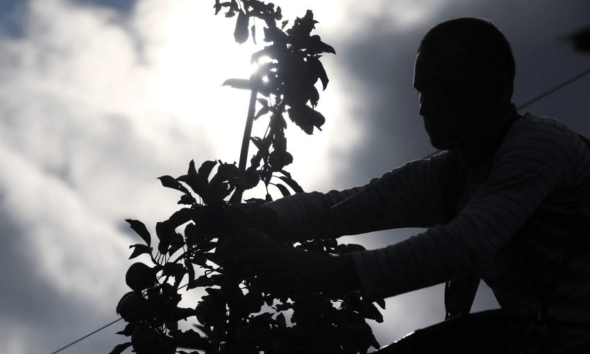 A man picking apples in an orchard (Getty Images)