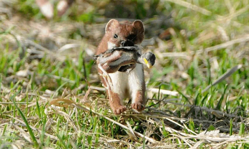 A NZ stoat with a chick. Photo: David Hallet/Department of Conservation 
