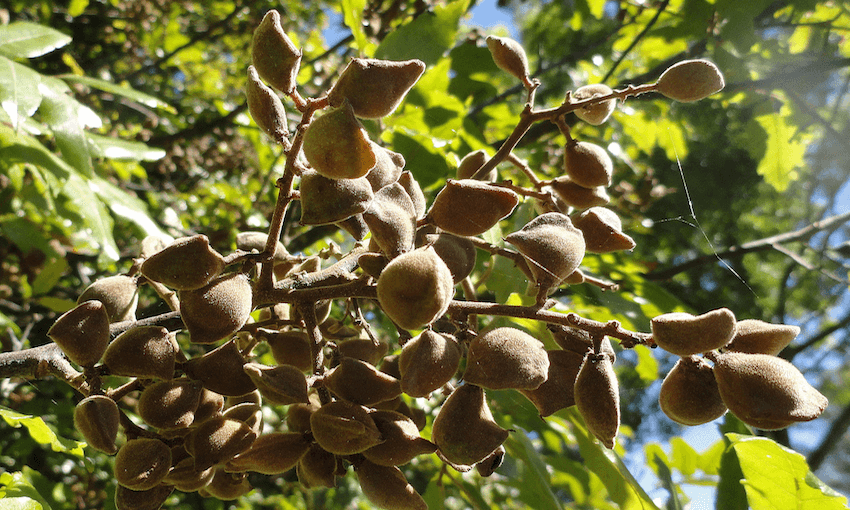 During Matiti Rautapata (the sixth phase of summer) seed pods burst and the seeds fall (tapata) onto the dry leaf bed below. Image: Phil Bendle
