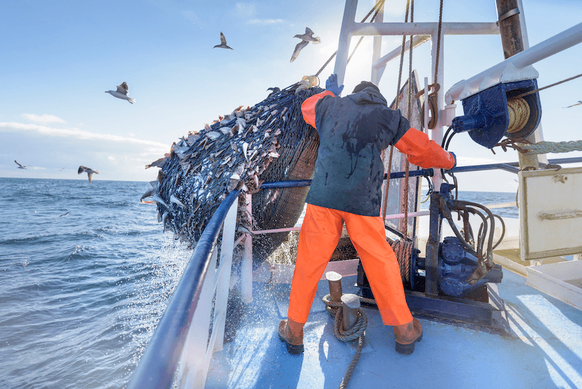 A fisherman emptying a net full of fish into hold on trawler. (Photo: Getty Images) 
