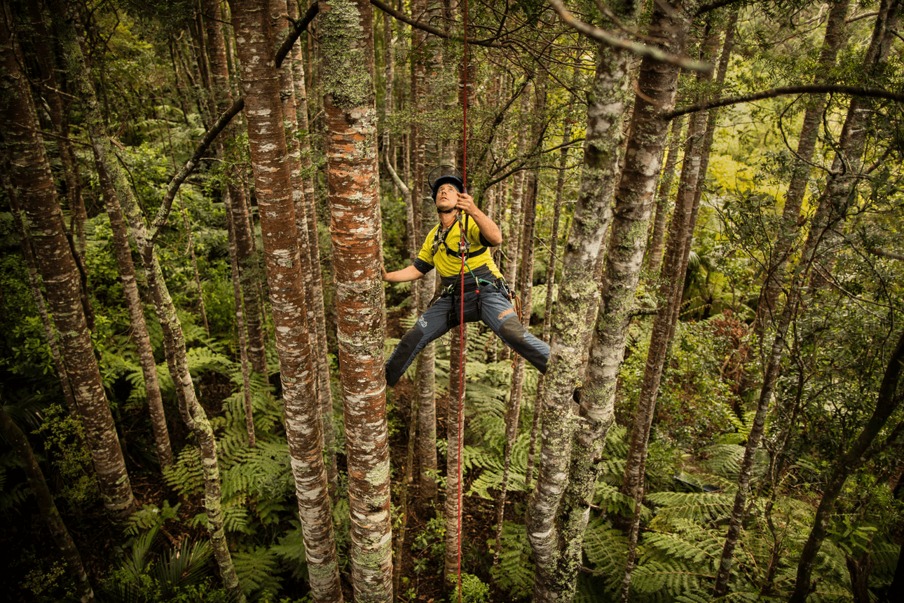 Fredrik Hjelm, arborist and tree climber, ascending to the canopy in search of healthy kauri seeds (Image: Michelle Hyslop).  
