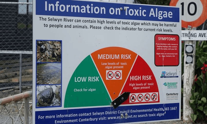 Algal blooms in the Selwyn River and Te Waihora/Lake Ellesmere call for “high risk” status. Photo: RNZ/Philippa Tolley