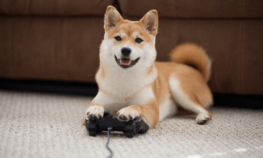 Dog playing video games with controller. Photo: Getty Images. 
