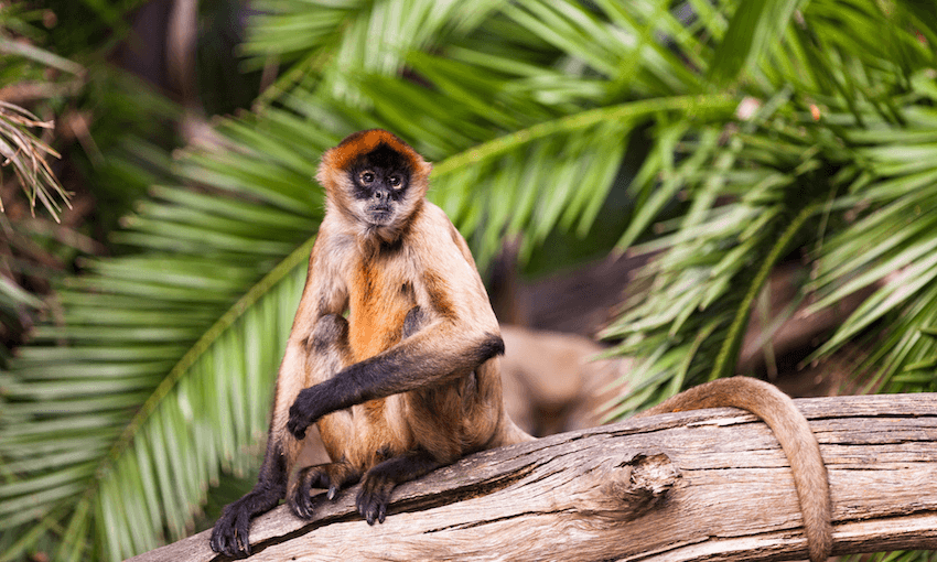 A spider monkey at Auckland Zoo (Photo: Getty Images).  
