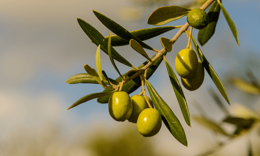 Olives in Hawkes Bay (photo: Getty Images).  
