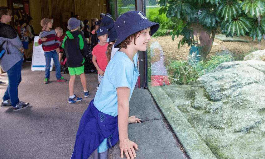A year three student at Waimuku Primary School searches for a tiger at the Auckland Zoo (PHOTO: GRACE WATSON/AUCKLAND ZOO) 
