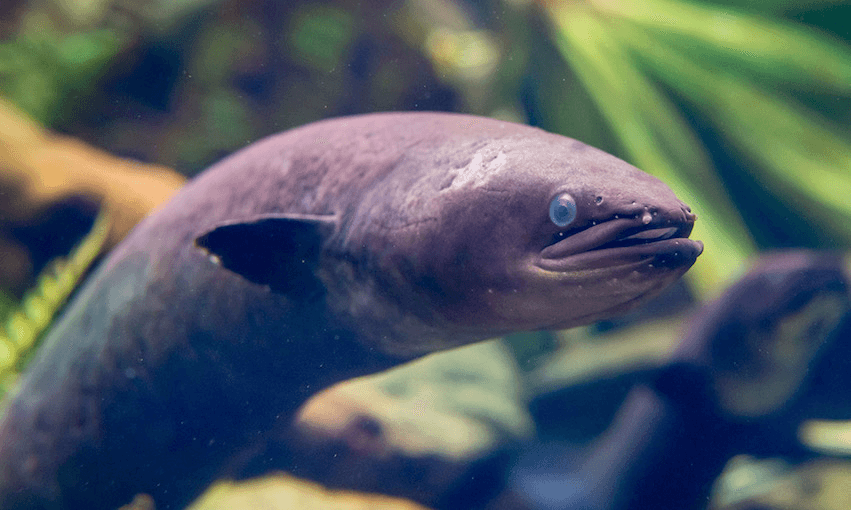 This month tuna (long-finned eel) begin their migration to the sea. Image: Auckland Zoo 
