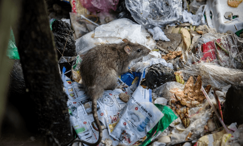 4chan, 8chan and Kiwi Farm: the places where hate lives. Photo: Kao Nguyen /AFP/Getty Images. 
