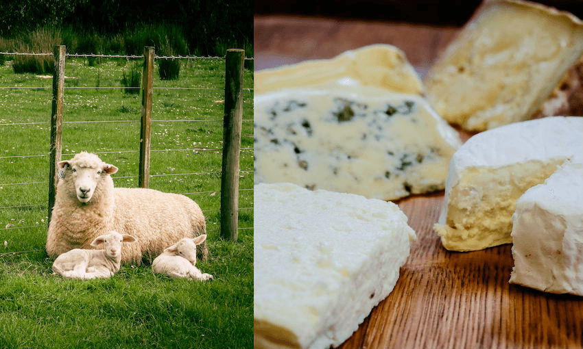 Thorvald dairy sheep in more verdant times; and a selection of Thorvald cheeses (Photos: Nikki Prokop) 
