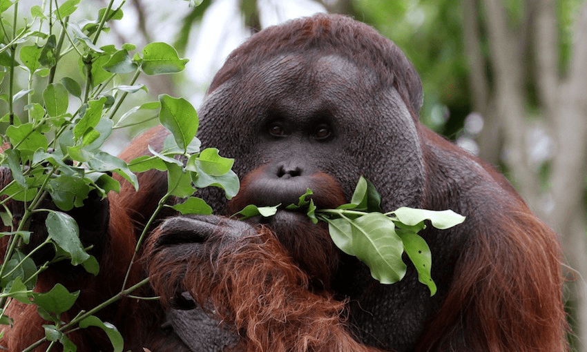 Charlie is looking forward to his new home (Image Supplied).  
