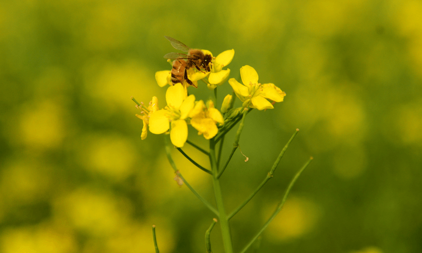An example of a bee that has not boarded a plane. Photo: Getty Images 
