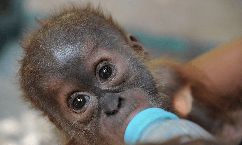 A rescued baby male Sumatran orangutan, at the quarantine centre of Sumatran Orangutan Conservation Programme where orangutans rescued from palm oil plantations, poachers and pet owners undergo rehabilitation before they are reintroduced into the forests. (Photo: ROMEO GACAD/AFP/Getty Images) 
