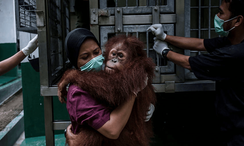 The Orangutans in Indonesia are under threat of extinction as a result of deforestation and poaching (photo by Ulet Ifansasti/Getty Images). 
