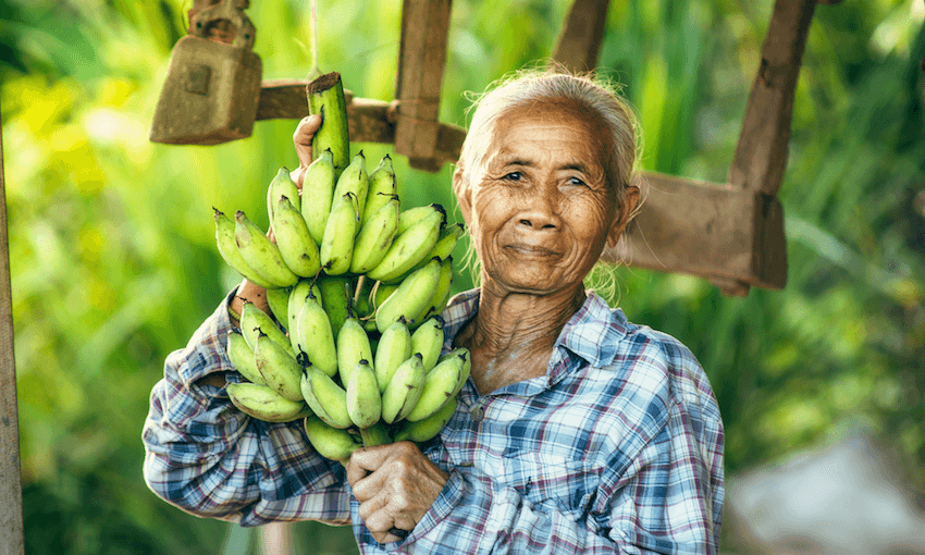 Woman farmer holding green banana on farmland. 
