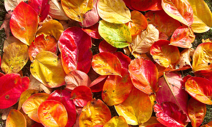 New Zealand autumn fall leaves 
