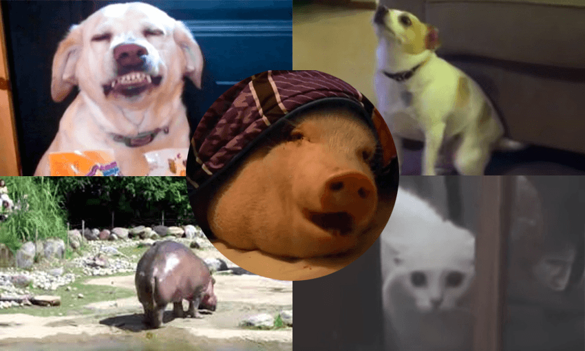 My YouTube Party of Five: Alex Casey