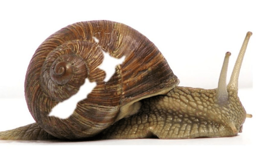 snail-new-zealand