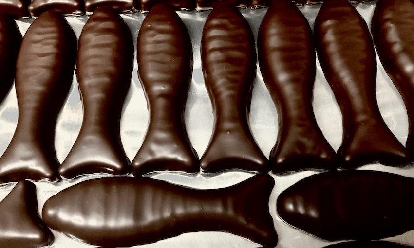 A school of Queen Anne fish at the chocolate factory in Christchurch (Photo: Amanda Thompson)