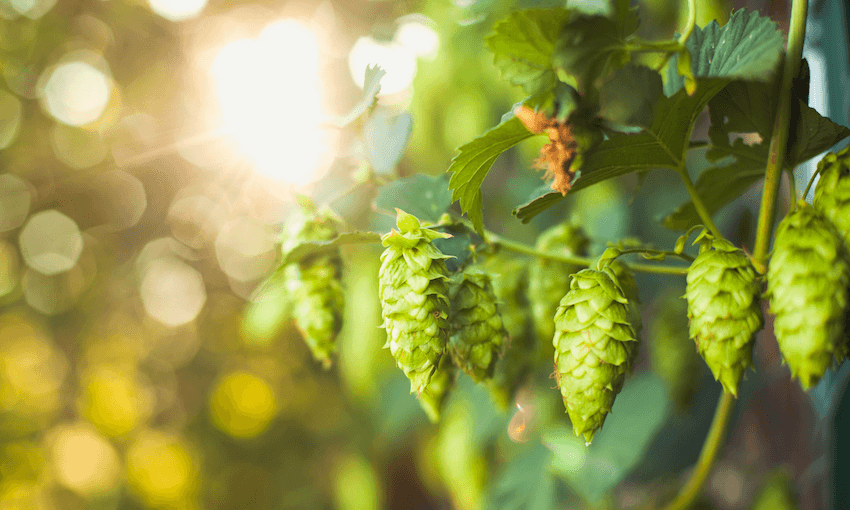 Now is the hour for fresh hop beer (photo: Getty Images).  

