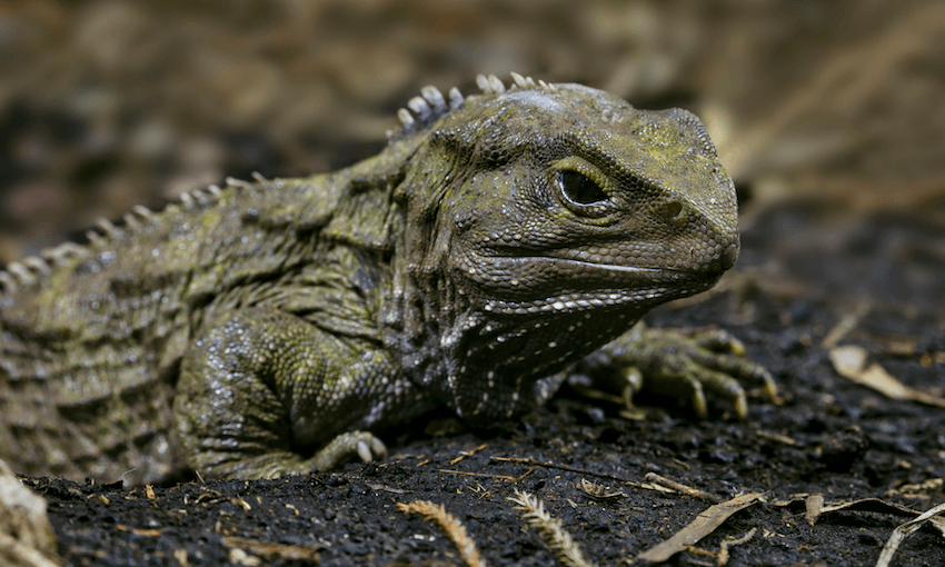 Tuatara is a living dinosaur, only survivor of the order Sphenodontia which lived 200 million years ago. Only survived on 32 offshore islands